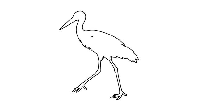 Continuous line drawing animation of stork bird walking on white background.