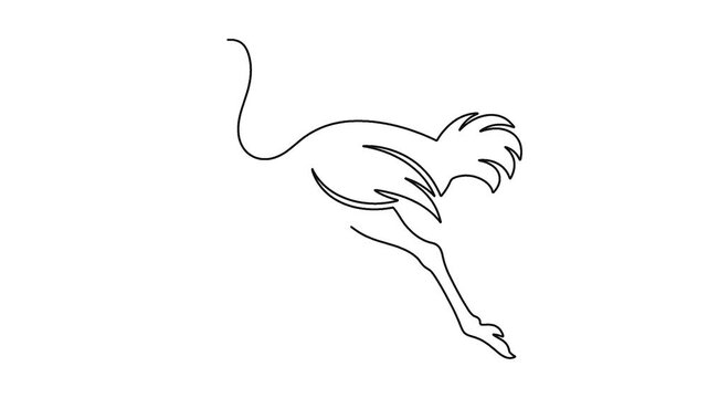 Continuous line drawing of ostrich movement isolated on white background.