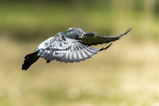 City dove (Columba livia forma domestica) in flight, wildlife, Germany