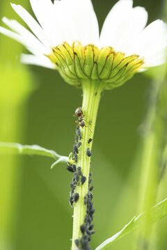 Black bean aphid or Greenfly (Aphis fabae) adult insects and an ant on an Oxeye daisy flower stem in summer, England, United Kingdom