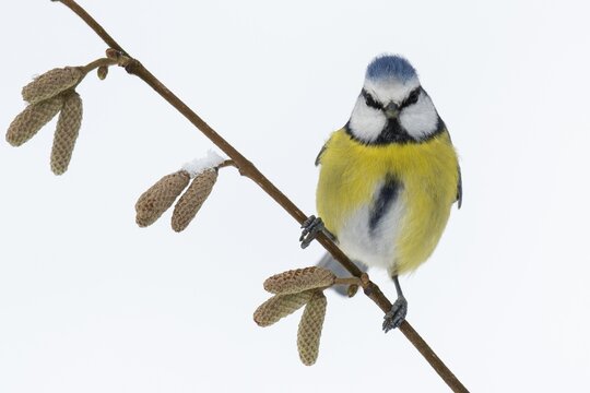 Blue tit (Cyanistes caeruleus) in the snow, Vechta, Lower Saxony, Germany