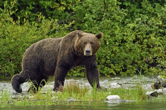 Brown bear (Ursus arctos) striding along the shore, Lake Clarke National Park, Alaska, USA