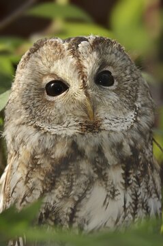 Tawny owl (Strix aluco), portrait, North Rhine-Westphalia, Germany