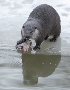 Otter (Lutra lutra) with prey fish at a partly frozen pond, snow, Germany