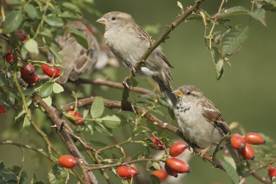 House sparrow (Passer domesticus) in a rose hip bush (Rosa canina), Allg&auml;u, Bavaria, Germany