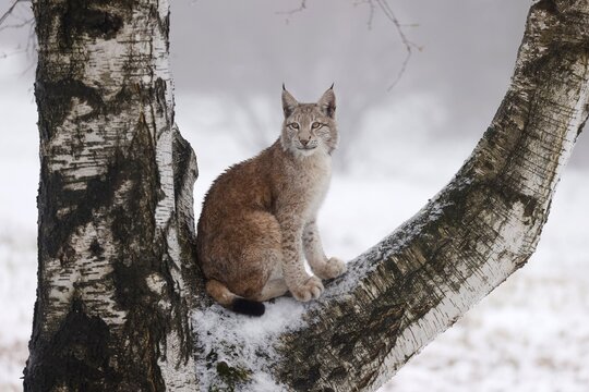 Eurasian lynx (Lynx lynx) on a tree in winter, Czech Republic