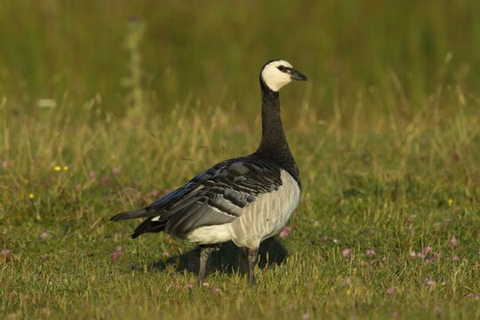 Barnacle Goose (Branta leucopsis) in meadow, Ramsvik, Sweden