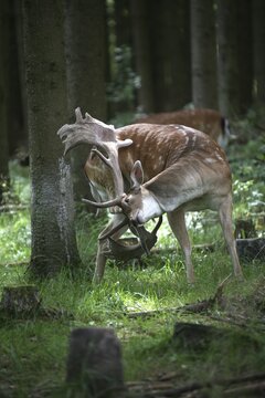 Fallow deer (Dama dama) strong stag scratching its rump with velvet antlers, Allg&auml;u, Bavaria, Germany
