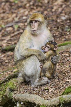 Barbary Macaque (Macaca sylvanus), adult with young, captive