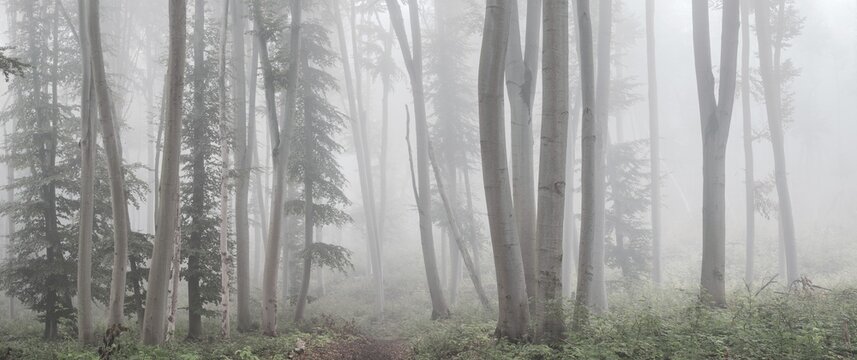 Panorama, Natural beech forest in the morning mist, near Freyburg (Unstrut), Saxony-Anhalt, Germany