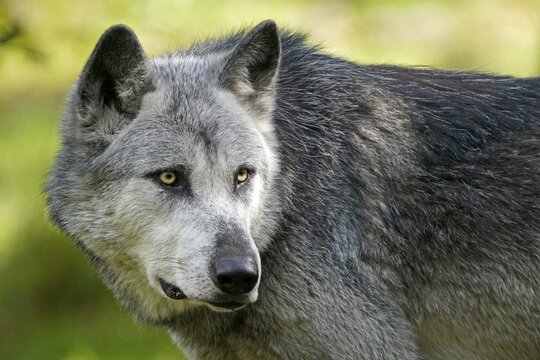 Mackenzie valley wolf (Canis lupus occidentalis), American wolf, animal portraits, captive
