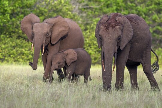 African forest elephants (Loxodonta cyclotis) in a clearing in Loango National Park, Parc National de Loango, Ogoou&eacute;-Maritime Province, Gabon
