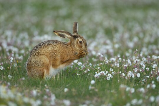 Brown hare (Lepus europaeus) adult washing it's face in a summer flower meadow, Suffolk, England, United kingdom