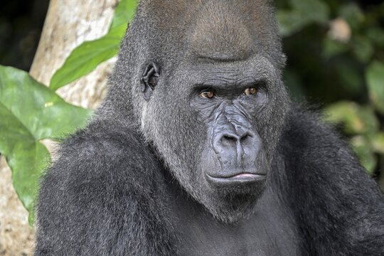 Western lowland gorilla (Gorilla gorilla gorilla), portrait, R&eacute;serve L&eacute;sio-Louna nature reserve, near Moembe, Plateau department, Republic of the Congo