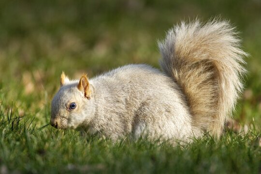 Eastern gray squirrel (sciurus carolinensis) sitting on forest floor and watching, typically rare genetic variants, not a distinct species, often caused by leucism (white fur, dark eyes) or, more rarely, albinism (white fur, red eyes), Montreal botanical garden, province of Quebec, Canada