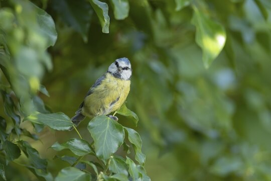 Blue tit (Cyanistes caeruleus) adult garden bird on an Ivy (Hedera helix) tree branch in summer, Suffolk, England, United Kingdom