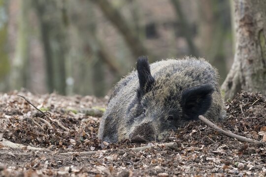 Wild boar (Sus scrofa) lying, Vulkaneifel, Rhineland-Palatinate, Germany