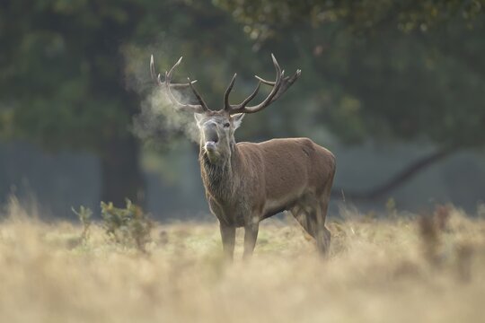 Red deer (Cervus elaphus) adult male stag animal roaring during the rut in autumn, England, United Kingdom