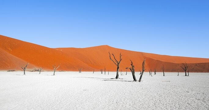 Dead camel thorn trees (Vachellia erioloba), red sand dunes, white salt pan, Dead Vlei, Sossusvlei, Namib Desert, Namib-Naukluft Park, Namibia