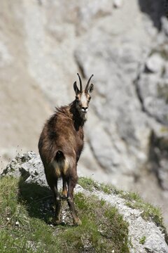 Chamois (Rupicapra rupicapra), goat, Alps, Bavaria, Germany, Europe