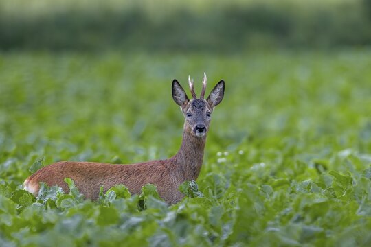 Roebuck (Capreolus capreolus) yearling in a sugar beet field, eye contact, summer coat, Germany