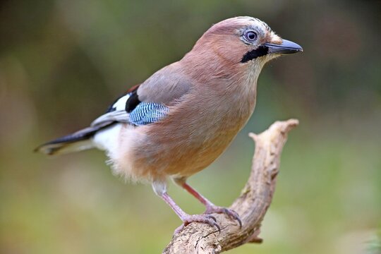 Eurasian jay (Garrulus glandarius), sitting on a root, Solms, Hesse