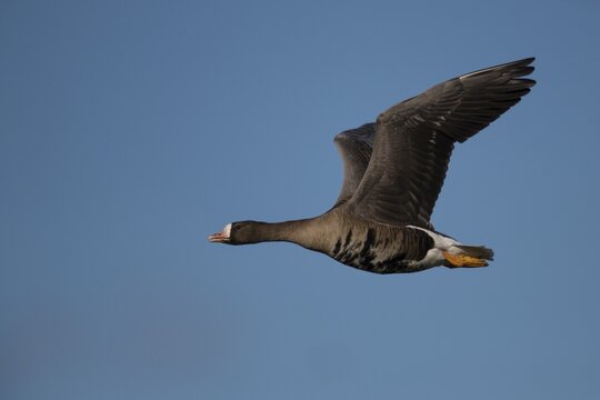 Greater white-fronted goose (Anser albifrons) in flight, Texel, North Holland, Netherlands