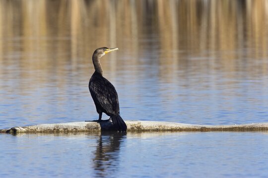 Young Double-crested Cormorant (Phalacrocorax auritus), Bosque del Apache Wildlife Refuge, New Mexico, USA