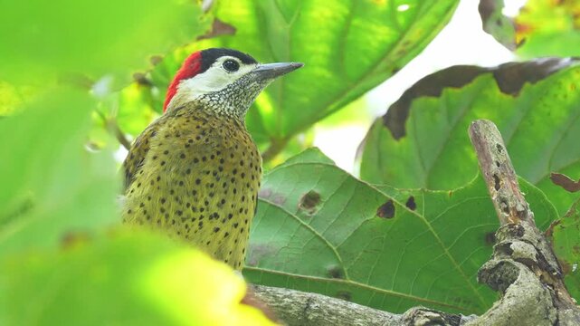 close-up of a Spot-breasted Woodpecker (Colaptes punctigula) foraging on a sapodilla tree, pecking the wood in search of insect larvae. This detailed sequence captures natural feeding