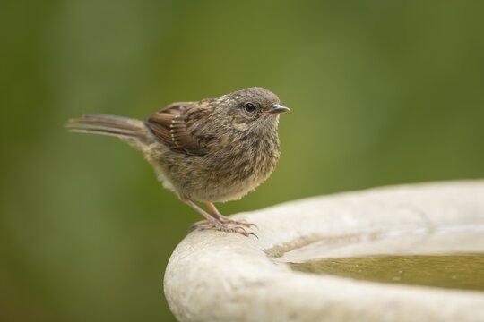 Dunnock or Hedge sparrow (Prunella modularis) adult bird at a garden water bird bath, England, United Kingdom