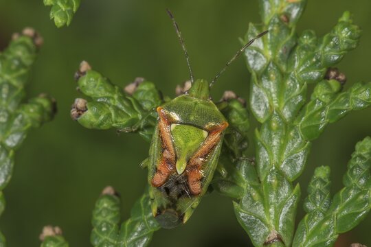 Sting bug Buntrock (Cyphostetus tristiatus on green leaves of Thuja plant in nature, Baden-W&uuml;rttemberg, Germany