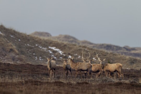 In this photo, all phases of antler shedding can be clearly seen, some of the red deer (Cervus elaphus) are still wearing both antlers, some have already lost one and others are completely missing the headdress, shedding time, antler shedding, dune landscape, April, Denmark