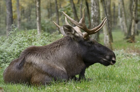Eurasian elk (Alces alces alces), bull elk, Poland