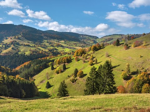View of typical Black Forest landscape with steep meadows and forests near Wieden, trees in full autumn colors, blue sky with cumulus clouds, Black Forest, Baden-W&uuml;rttemberg, Germany