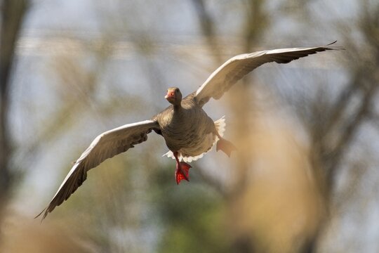 Goose flying through a clear sky with trees in the background, Greylag Goose (Anser anser), wildlife, Germany