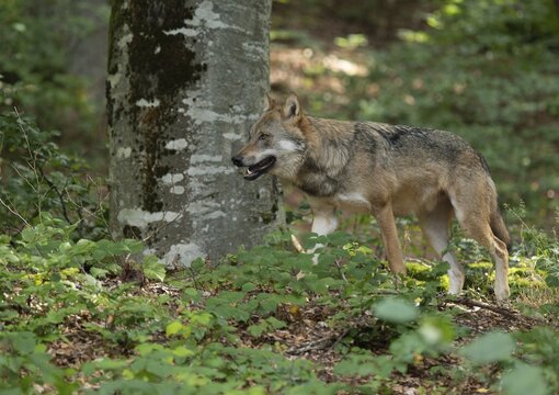 Wolf (Canis lupus) running through the forest, captive, Bavarian Forest National Park, Bavaria, Germany