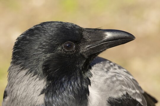 Hooded crow (Corvus cornix) adult corvid bird head portrait, Rome, Italy