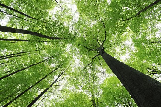 Giant old beeches, natural beech forest, forest reserve Kleinengelein, view into the treetops, Steigerwald, Lower Franconia, Bavaria, Germany