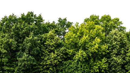 Fototapeta premium Lush green forest canopy with vibrant summer leaves showing detailed textures and natural growth patterns isolated on transparent background