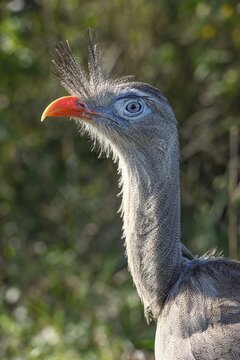 Red-legged seriema (Cariama cristata) at the breeding station of the Conservation Land Trust at the Estancia El Socorro, Portrait, at Colonia Carlos Pellegrini, Esteros del Iber&aacute;, Province of Corrientes, Argentina