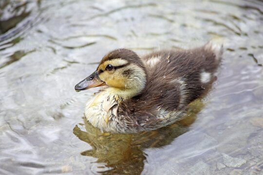 Mallard chick (Anas platyrhynchos) swimming in water, Lake Constance, Styria, Austria