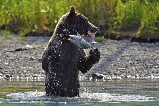 Brown bear (Ursus arctos) standing on its hind legs in the water with a freshly caught salmon in its mouth, Lake Clarke National Park, Alaska, USA