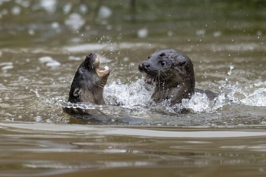 Two young european otter (Lutra lutra), playing in a pond, captive