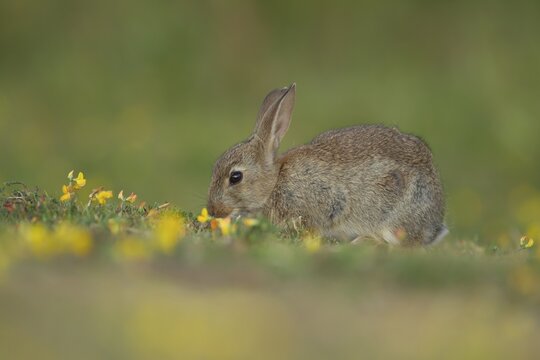 Rabbit (Oryctolagus cuniculus) juvenile baby bunny animal feeding in grassland amongst Birds-foot trefoil flowers in summer, Suffolk, England, United Kingdom