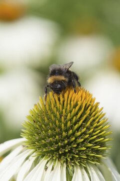 Buff-tailed bumblebee (Bombus terrestris) on a Coneflower (Echinacea), England, UK