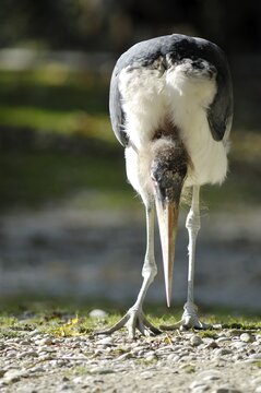 Marabou Stork (Leptoptilos crumeniferus), with lowered head, Hellabrunn Zoo, Munich, Upper Bavaria, Bavaria, Germany, Europe