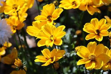 Obraz premium Sweden. Bidens ferulifolia is a North American plant species in the family Asteraceae. Common names include Apache beggarticks and fern-leaved beggarticks. 