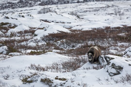 Relaxed, the musk ox cow (Ovibos moschatus) watches the photographer, a picture from a time long past when these animals roamed the vastness of the north with woolly mammoths and woolly rhinoceroses, winter, snow, cold, tundra landscape, October, Norway