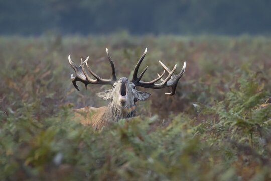 Red deer (Cervus elaphus) adult male stag mammal roaring during the rutting season amongst bracken in autumn, England, United Kingdom