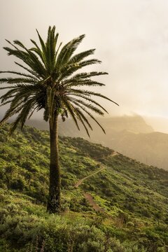 Landscape with mountains and palm trees on the north-west coast of La Gomera at the golden hour. A narrow road. Clouds and sun. La Gomera, Canary Islands, Spain